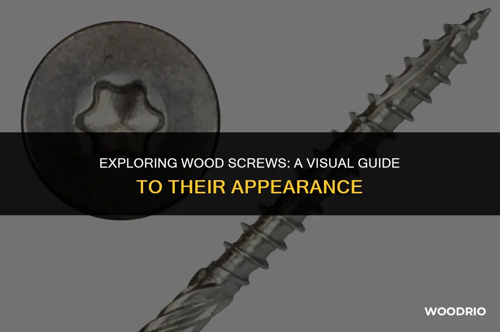 what do wood screws look like