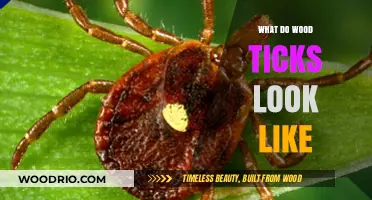 Identifying Wood Ticks: A Visual Guide to Recognize These Tiny Arachnids