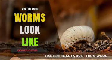 Unveiling the Appearance of Wood Worms: A Visual Guide
