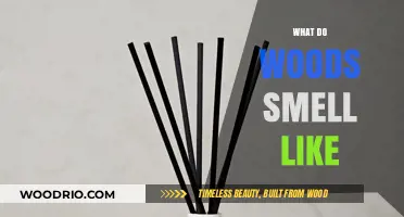 Exploring the Enchanting Aromas of the Forest: What Do Woods Smell Like?