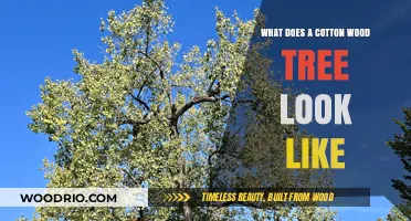 Exploring the Majestic Cottonwood: A Visual Guide to Its Unique Features