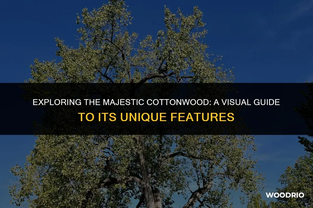 what does a cotton wood tree look like
