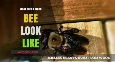 Nature's Carpenter: Unveiling the Appearance of Wood Bees