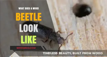 Unveiling the Intricate Appearance of Wood Beetles: A Visual Guide