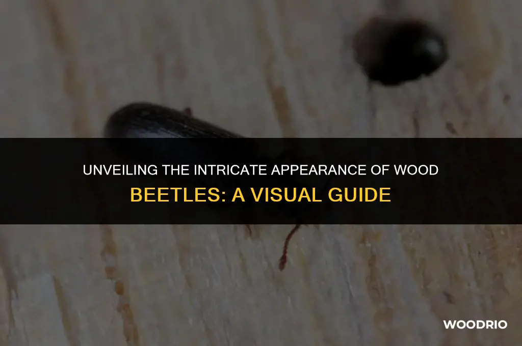 what does a wood beetle look like