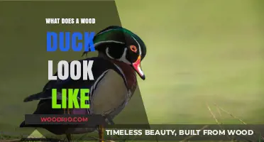 Exploring the Stunning Appearance of Wood Ducks in Nature
