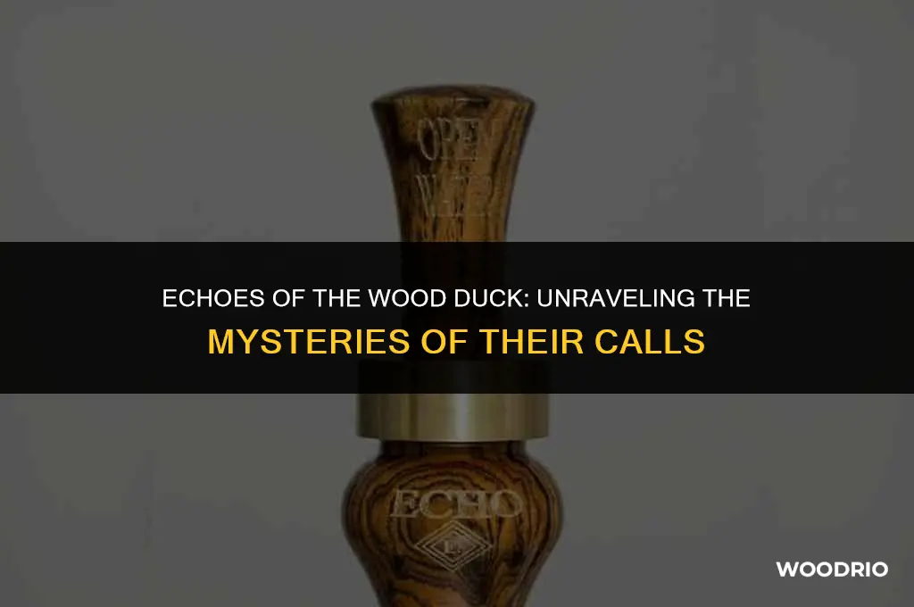 what does a wood duck sound like
