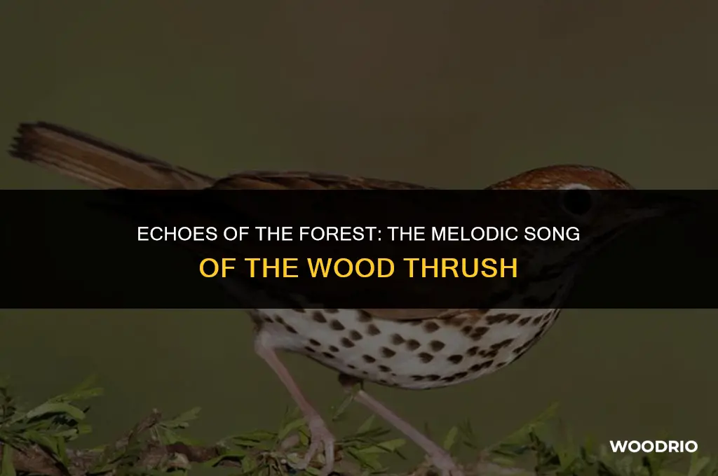 what does a wood thrush sound like
