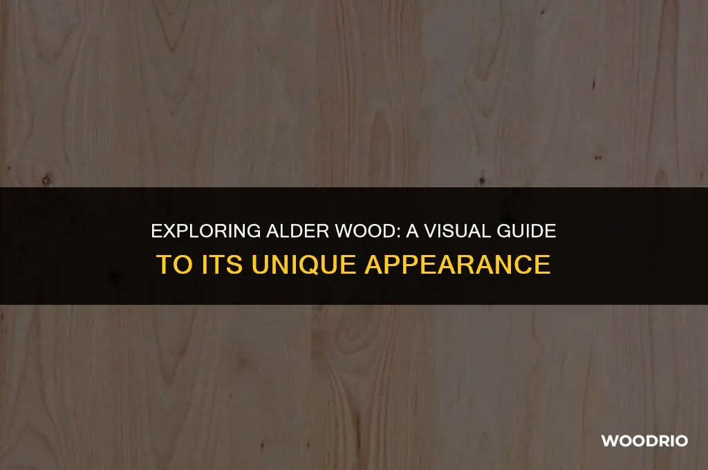 what does alder wood look like