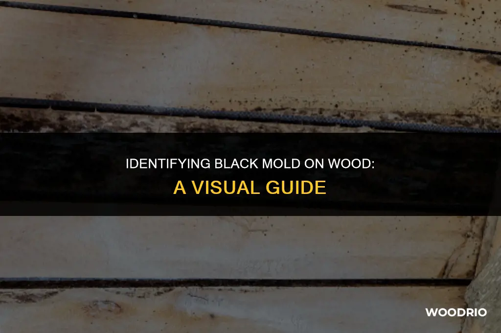 what does black mold on wood look like