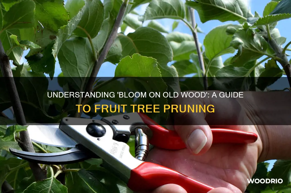 what does bloom on old wood mean