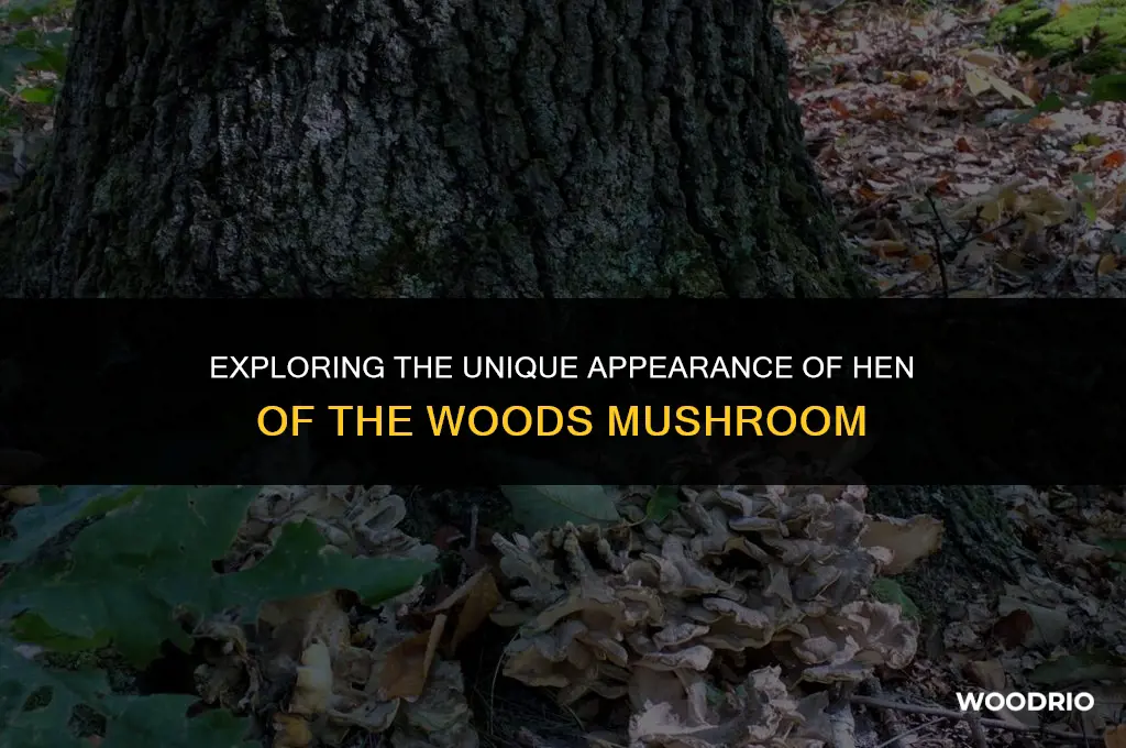 what does hen of the woods look like