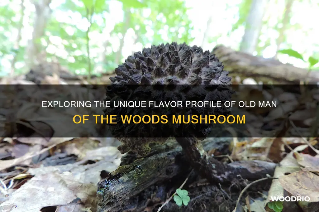 what does old man of the woods taste like