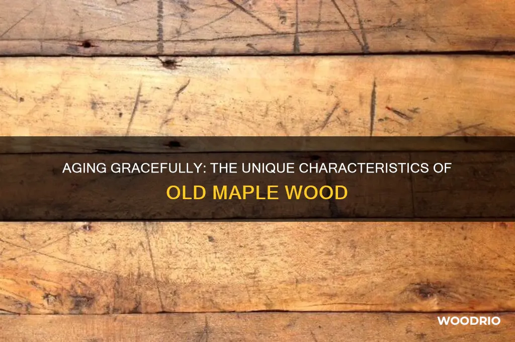 what does old maple wood look like