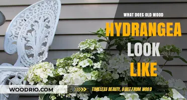 Aging Grace: The Unique Appearance of Old Wood Hydrangea Blooms