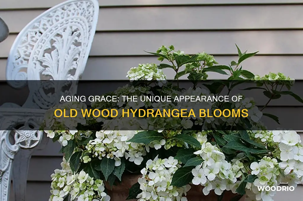 what does old wood hydrangea look like
