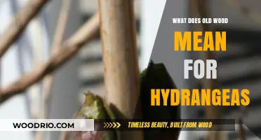 Old Wood's Role in Hydrangea Blooming: A Comprehensive Guide