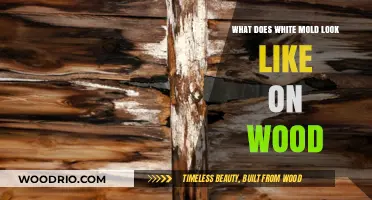 Identifying White Mold on Wood: A Comprehensive Guide