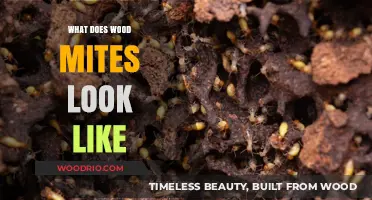 Unveiling the Tiny World of Wood Mites: A Visual Guide