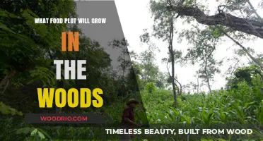 Forest Farming: Discovering Edible Plants That Thrive in the Woods