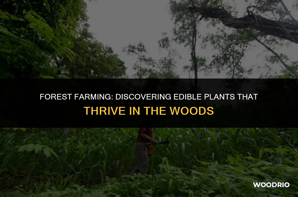 what food plot will grow in the woods