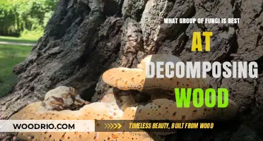 Nature's Wood Recyclers: The Top Fungi for Decomposition