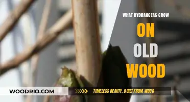 Hydrangeas on Old Wood: Understanding Growth Habits for Blooming Success