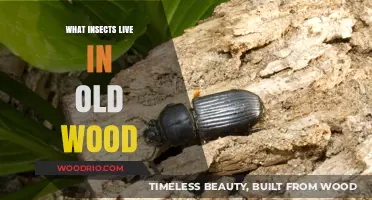 Discovering the Hidden World: Insects Thriving in Aged Wood