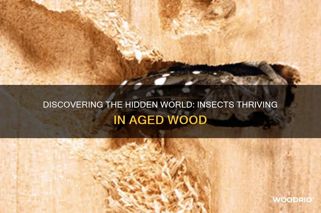 what insects live in old wood