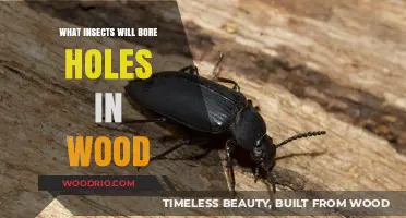 Nature's Woodworkers: Insects That Bore Holes in Wood