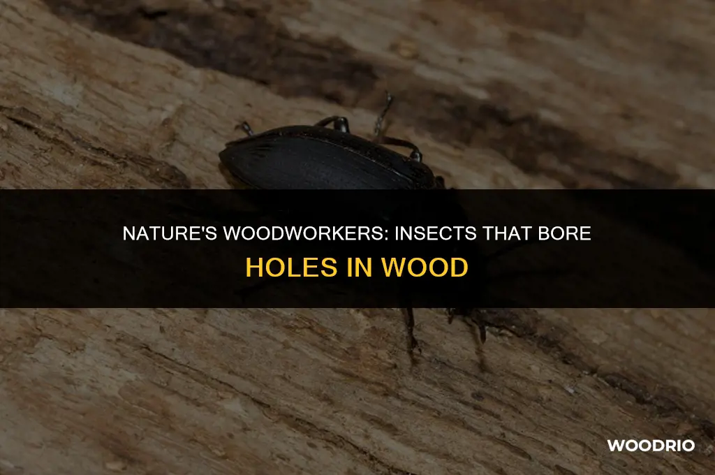 what insects will bore holes in wood