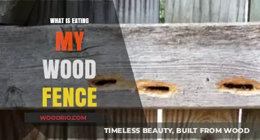 Identifying Pests Destroying Your Wood Fence: Causes and Solutions