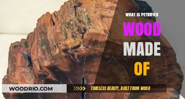 Unveiling the Ancient Secrets: What Is Petrified Wood Made Of?