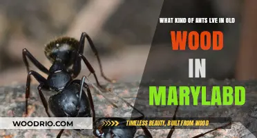 Carpenter Ants: Maryland's Old Wood Dwellers Explained