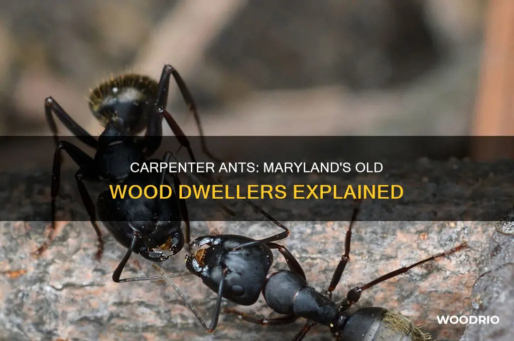 what kind of ants lve in old wood in marylabd