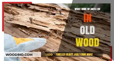 Discovering the Ant Species That Inhabit Aged Wooden Structures