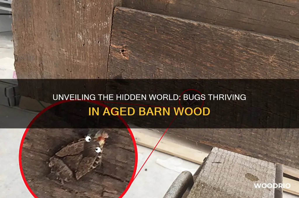what kind of bugs live in old barn wood