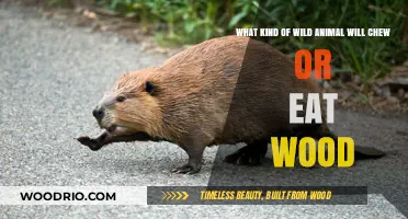 Nature's Woodworkers: Exploring Animals That Chew and Eat Wood