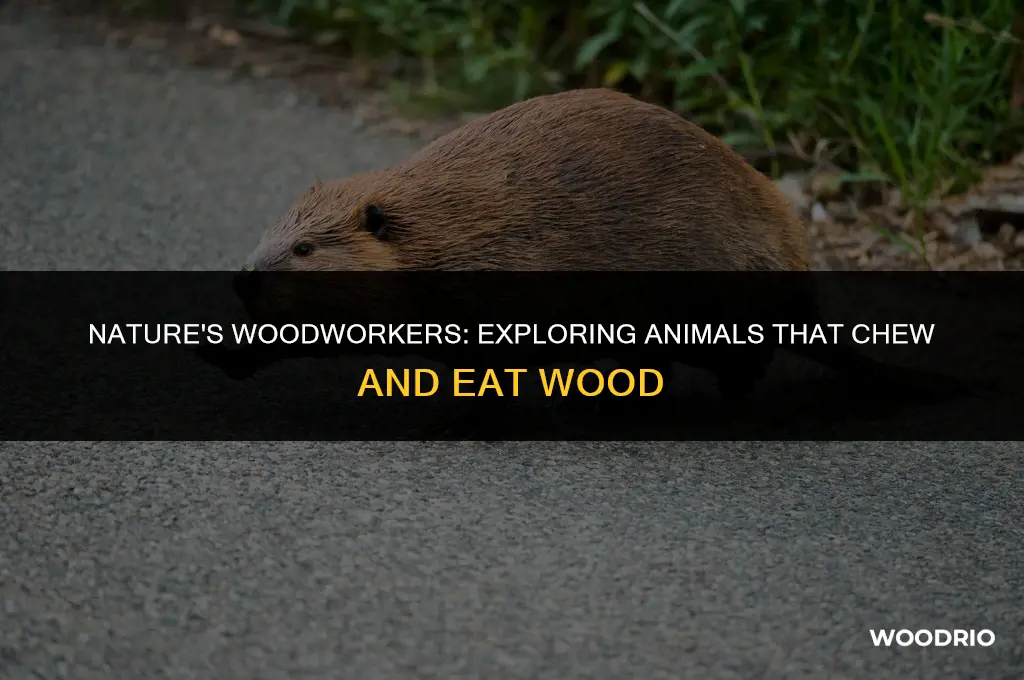 what kind of wild animal will chew or eat wood