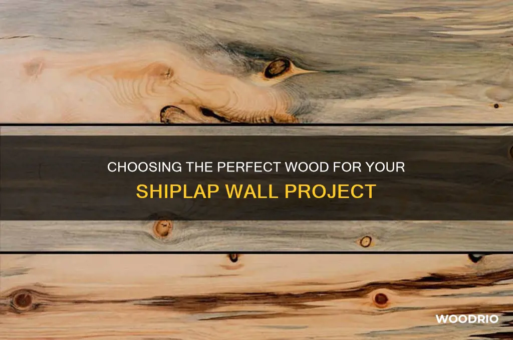 what kind of wood to buy for shiplap