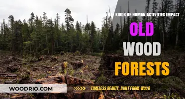 Human Actions Threatening Ancient Woodlands: Activities Destroying Old-Growth Forests