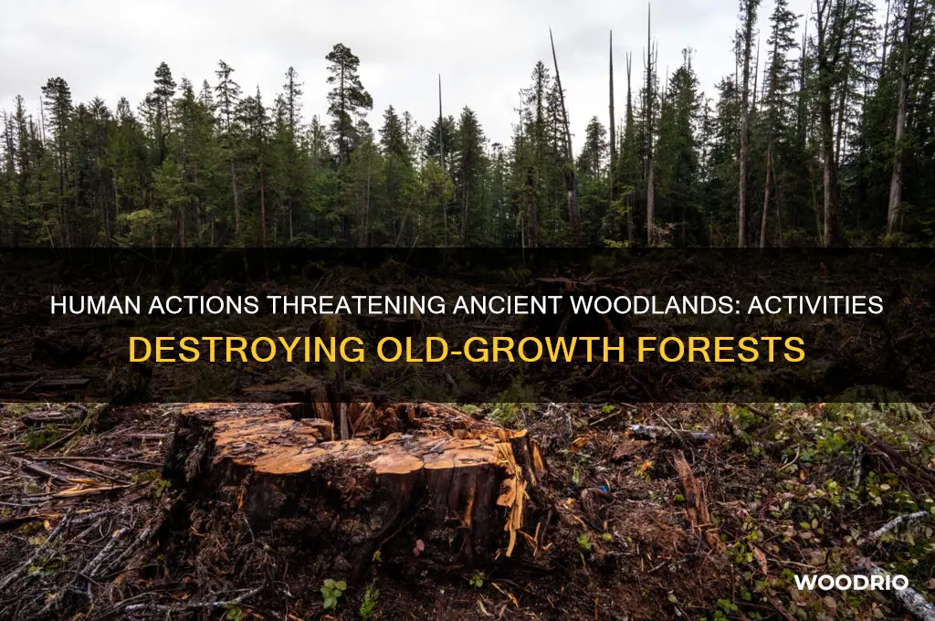 what kinds of human activities impact old wood forests