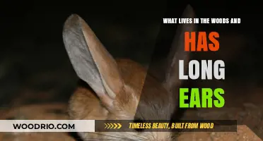 Long-Eared Woodland Creatures: Unveiling the Mystery of Forest Dwellers