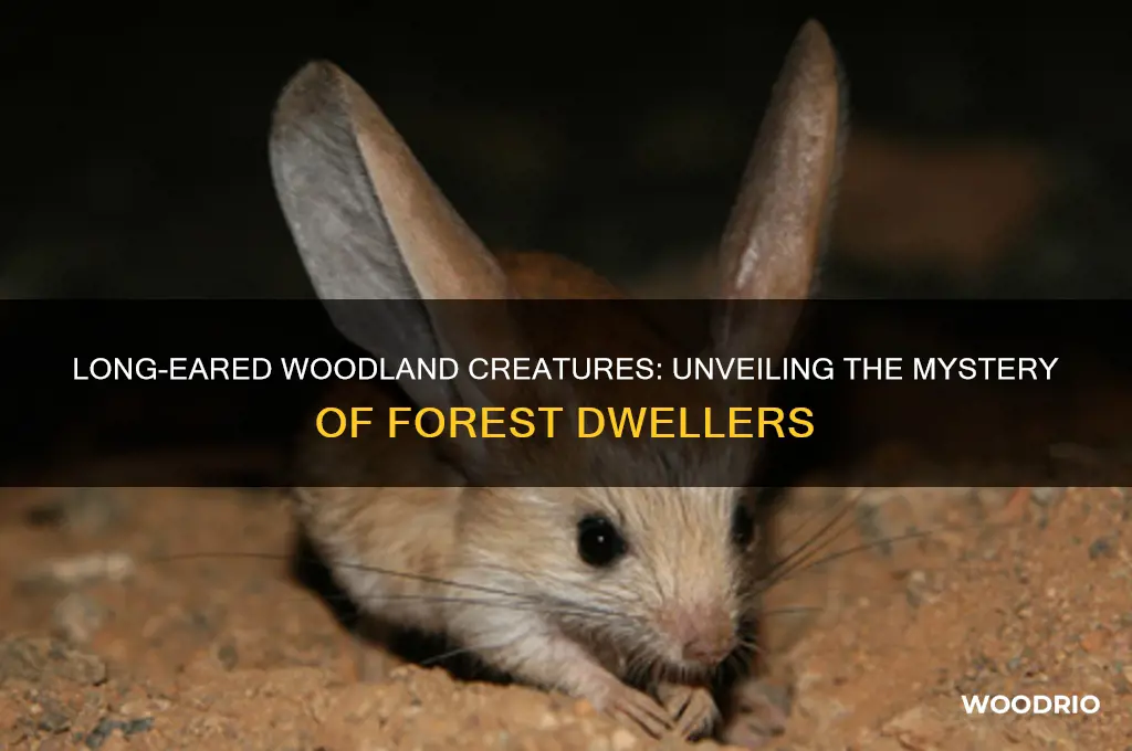 what lives in the woods and has long ears