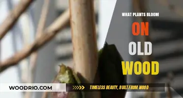 Blooming on Old Wood: Understanding Plants That Flower on Last Year's Growth