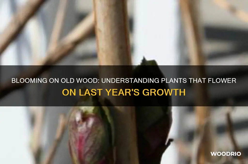 what plants bloom on old wood
