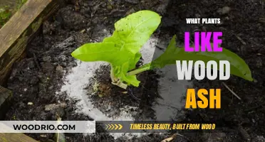 Enrich Your Garden: Discover Which Plants Thrive with Wood Ash