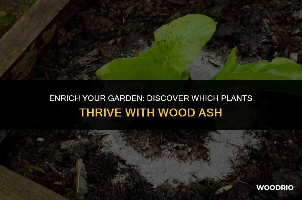 what plants like wood ash