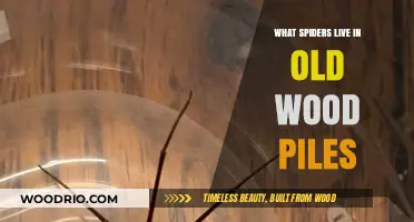 Discovering Spiders: Old Wood Piles' Hidden Arachnid Residents Revealed