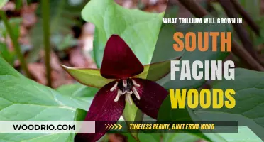 Thriving Trilliums: A Guide to South-Facing Woodland Blooms